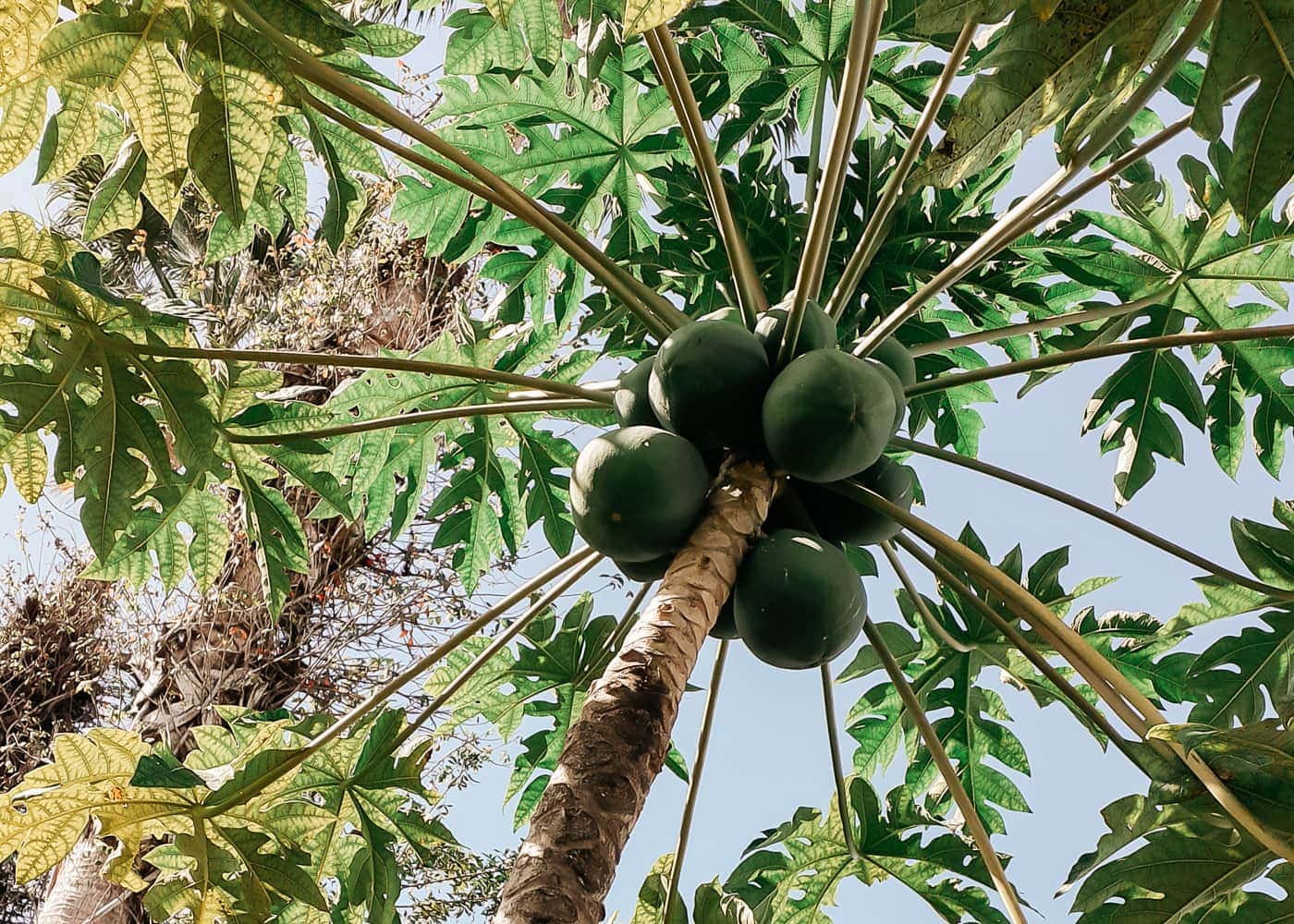 Palm tree with ripe coconuts